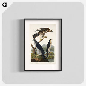 アートポスター-Goshawk and Stanley Hawk from Birds of America
 - アメリカの鳥たち Poster.