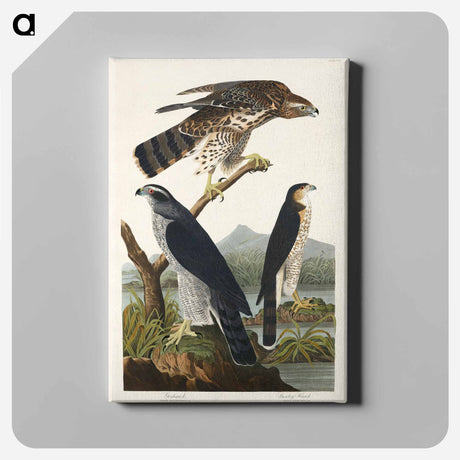 アートパネル-Goshawk and Stanley Hawk from Birds of America
 - アメリカの鳥たち Canvas.