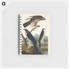 アートメモ帳-Goshawk and Stanley Hawk from Birds of America
 - アメリカの鳥たち Memo.