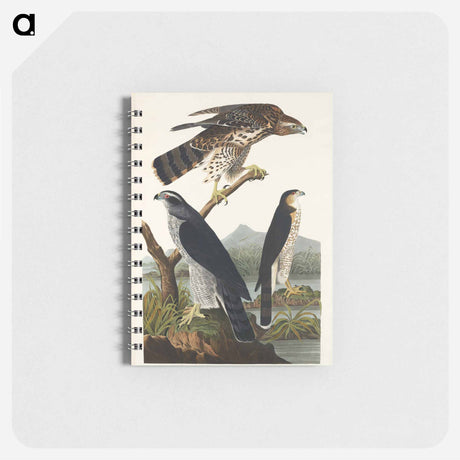 アートメモ帳-Goshawk and Stanley Hawk from Birds of America
 - アメリカの鳥たち Memo.