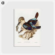アートポストカード-Leach's Kingfisher
 - オーストラリアの鳥 Postcard.