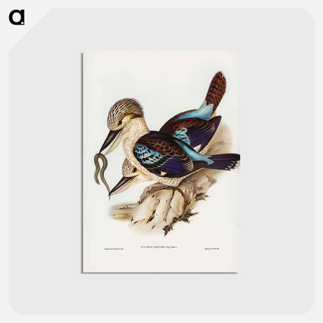 アートポストカード-Leach's Kingfisher
 - オーストラリアの鳥 Postcard.