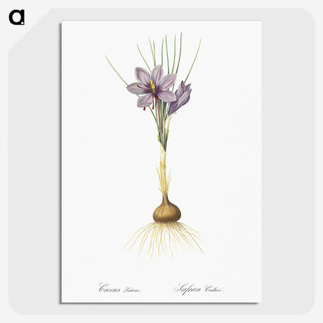 1-80_The-Lilies_picture-crop