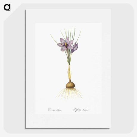 1-80_The-Lilies_picture