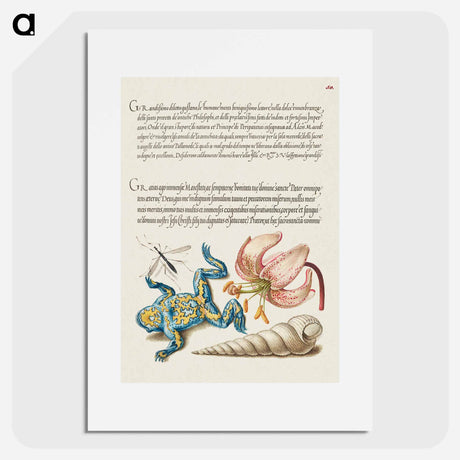 アートポスター-Water Gnat, Martagon Lily, Yellow–Bellied Toad, and European Screw Shell from Mira Calligraphiae Monumenta or The Model Book of Calligraphy
 - 書道のお手本 Poster.