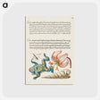 アートポストカード-Water Gnat, Martagon Lily, Yellow–Bellied Toad, and European Screw Shell from Mira Calligraphiae Monumenta or The Model Book of Calligraphy
 - 書道のお手本 Postcard.