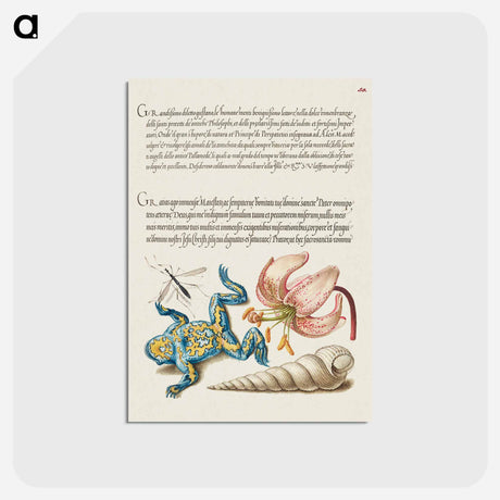 アートポストカード-Water Gnat, Martagon Lily, Yellow–Bellied Toad, and European Screw Shell from Mira Calligraphiae Monumenta or The Model Book of Calligraphy
 - 書道のお手本 Postcard.