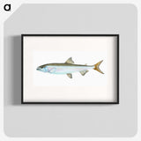 1-80_The-Natural-History-of-British-Fishes_blk
