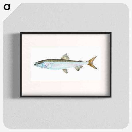 1-80_The-Natural-History-of-British-Fishes_blk