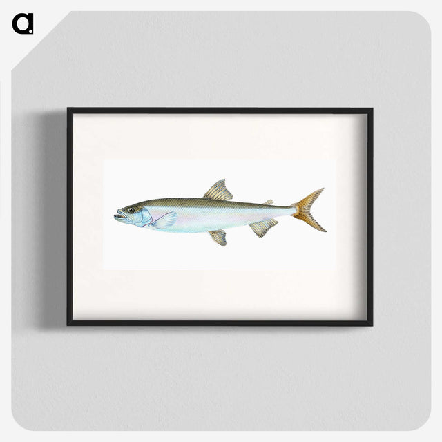 1-80_The-Natural-History-of-British-Fishes_blk