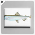 1-80_The-Natural-History-of-British-Fishes_canvas