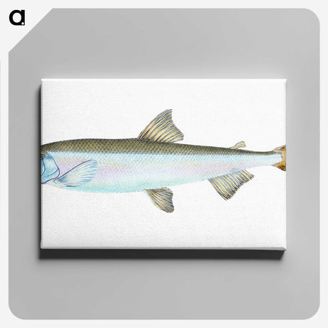 1-80_The-Natural-History-of-British-Fishes_canvas