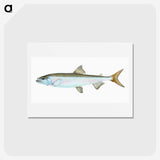 1-80_The-Natural-History-of-British-Fishes_hagaki