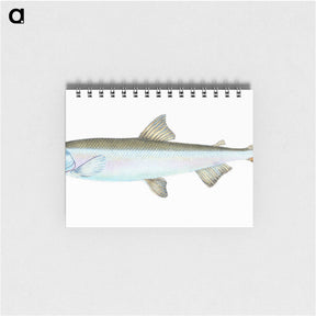 1-80_The-Natural-History-of-British-Fishes_memo