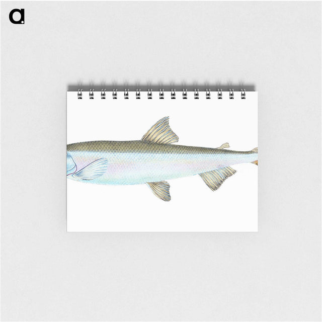 1-80_The-Natural-History-of-British-Fishes_memo