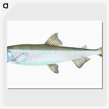 1-80_The-Natural-History-of-British-Fishes_picture-crop