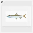 1-80_The-Natural-History-of-British-Fishes_picture