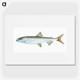 1-80_The-Natural-History-of-British-Fishes_picture
