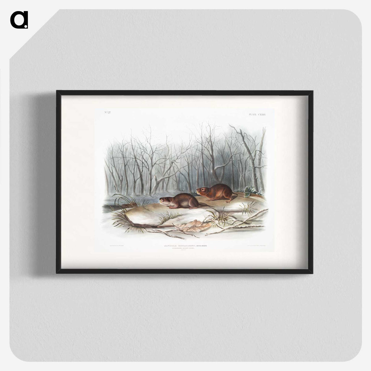 1-80_The-Viviparous-Quadrupeds_blk