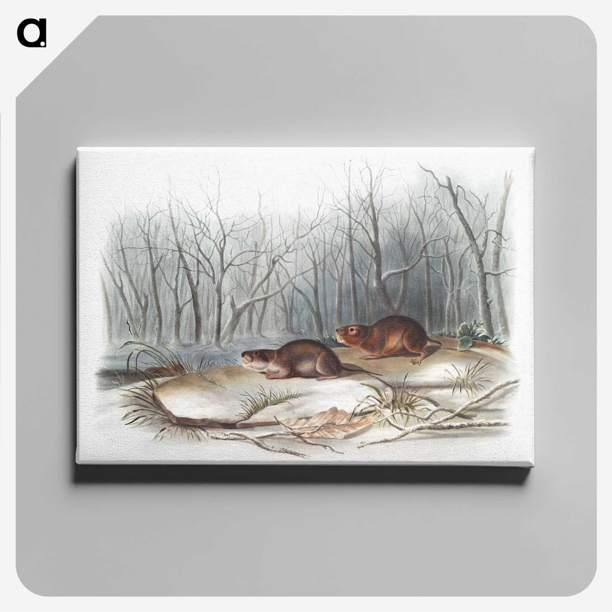1-80_The-Viviparous-Quadrupeds_canvas