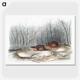 1-80_The-Viviparous-Quadrupeds_picture-crop