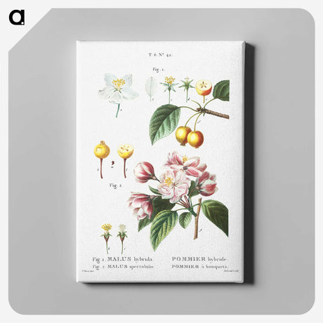 1-80_Treatise-on-Trees-and-Shrubs_canvas