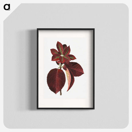 1-80_USDA-Watercolor-Fruit-Painting-Collection_blk