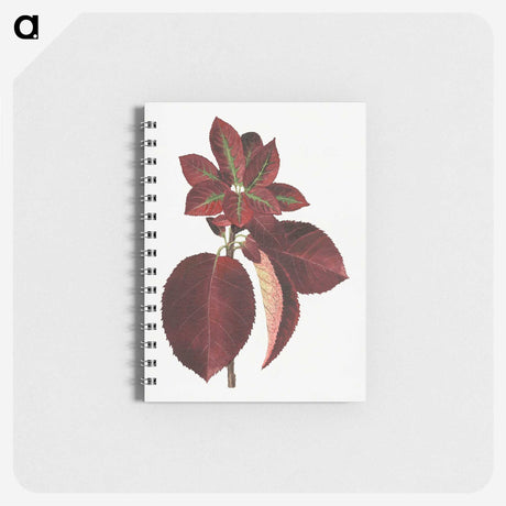 1-80_USDA-Watercolor-Fruit-Painting-Collection_memo