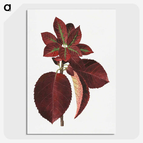 1-80_USDA-Watercolor-Fruit-Painting-Collection_picture-crop