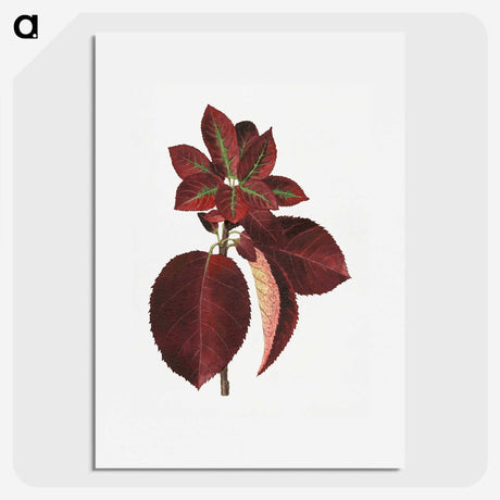 1-80_USDA-Watercolor-Fruit-Painting-Collection_picture
