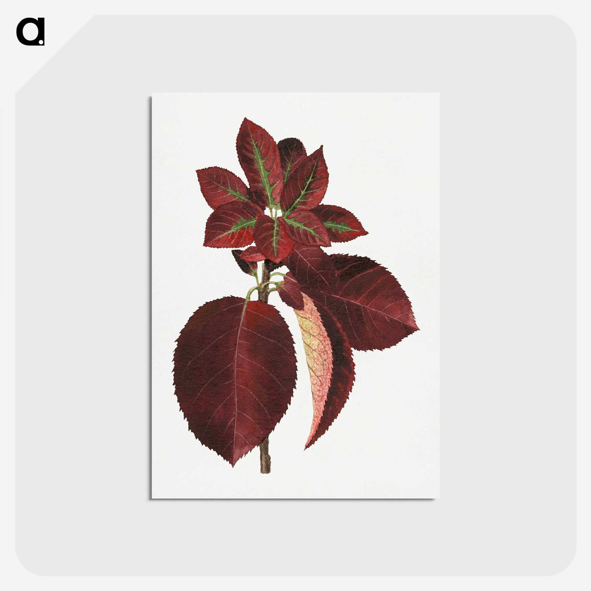 1-80_USDA-Watercolor-Fruit-Painting-Collection_postcard