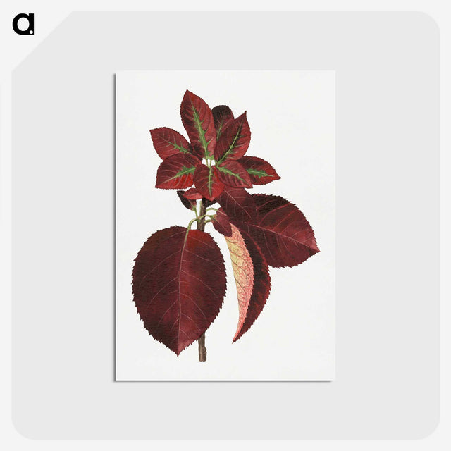 1-80_USDA-Watercolor-Fruit-Painting-Collection_postcard