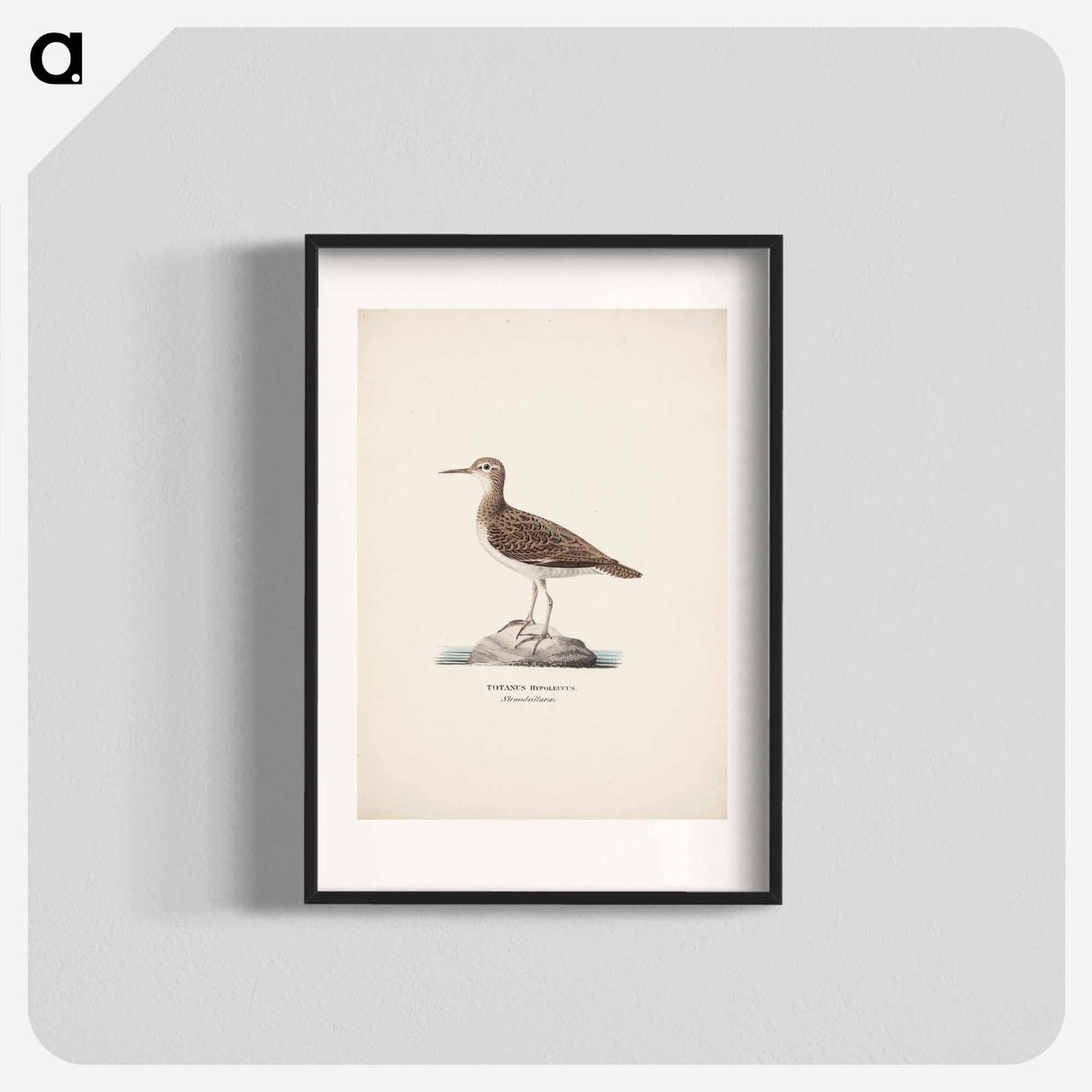 Common sandpiper - Wilhelm von Wright Poster.