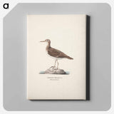 Common sandpiper - ヴィルヘルム フォン ライト Canvas.