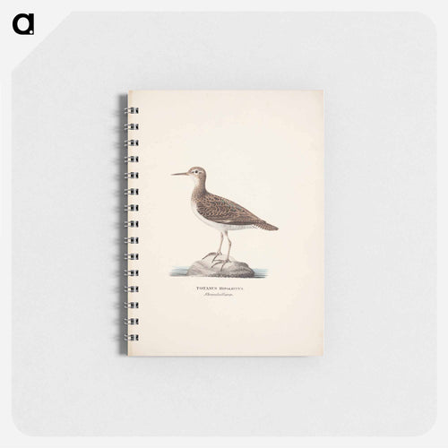 Common sandpiper - ヴィルヘルム フォン ライト Memo.