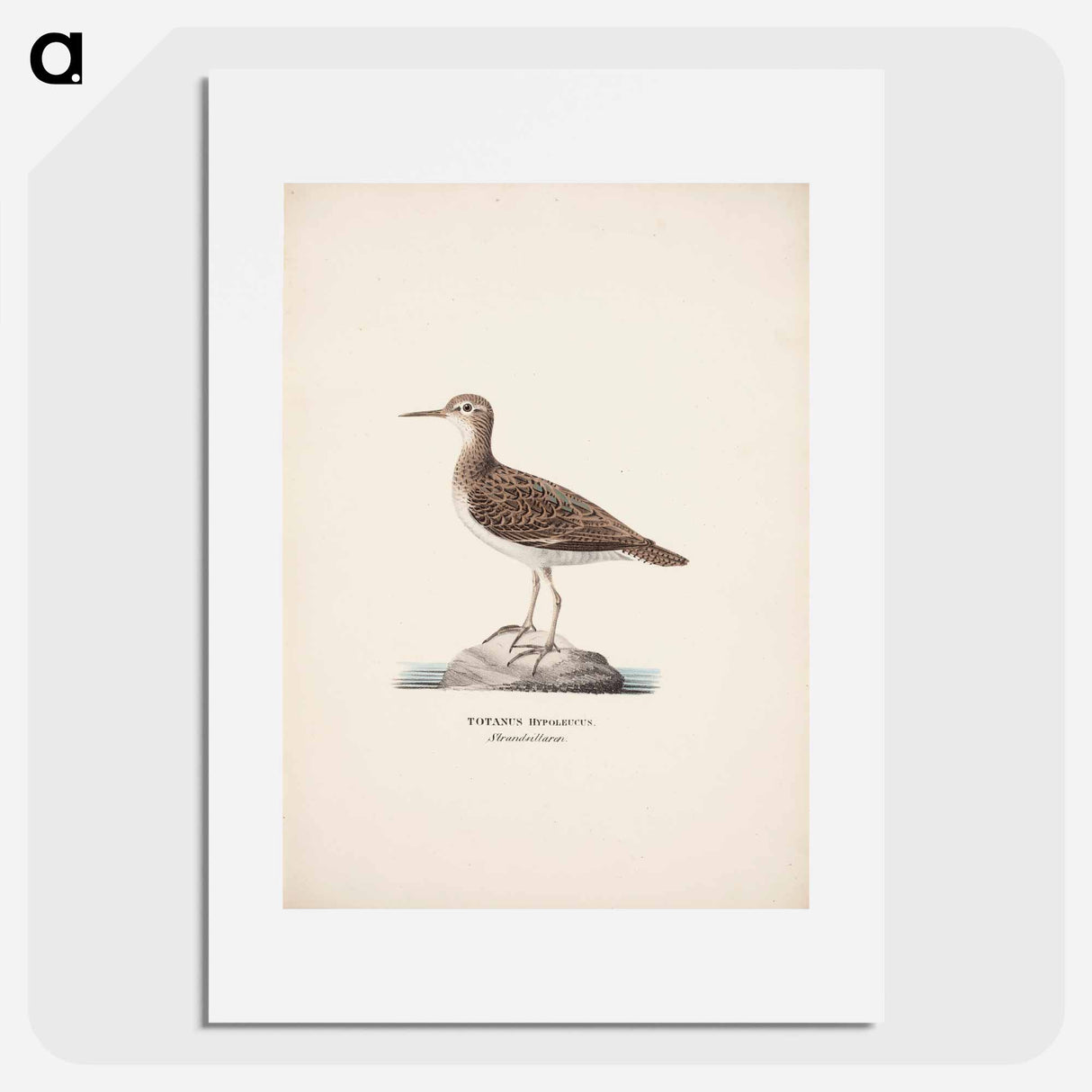 Common sandpiper - Wilhelm von Wright Poster.