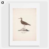 Common sandpiper - Wilhelm von Wright Poster.