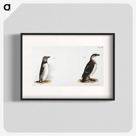 1-80_Zoology-of-New-York_blk