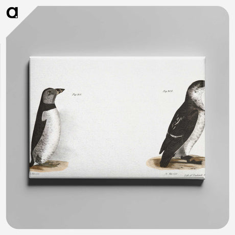1-80_Zoology-of-New-York_canvas