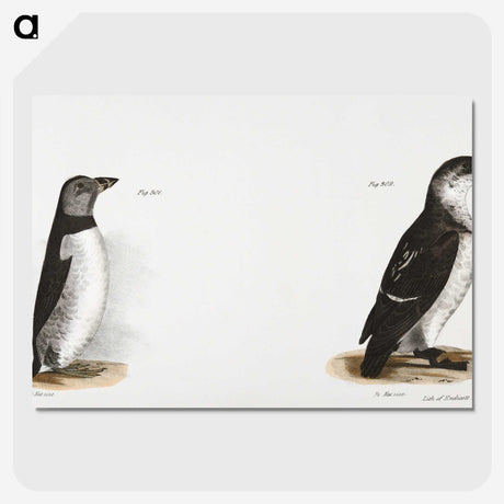 1-80_Zoology-of-New-York_picture-crop