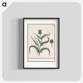 アートポスター-Artichoke - アンセルムス ボエティウス デ ブート Poster.
