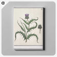 1-81_Anselmus-Boetius-de-Boodt_canvas