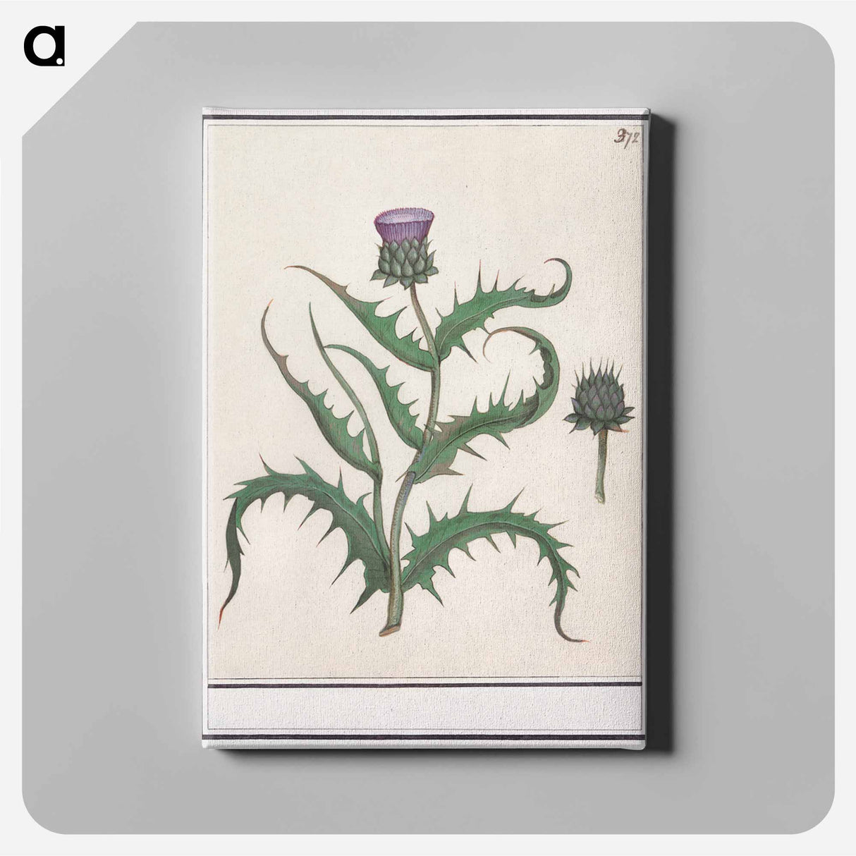 Artichoke - アンセルムス ボエティウス デ ブート Canvas.