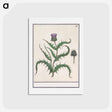 アートポストカード-Artichoke - アンセルムス ボエティウス デ ブート Postcard.