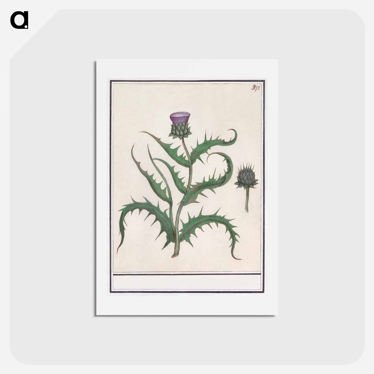 アートポストカード-Artichoke - アンセルムス ボエティウス デ ブート Postcard.