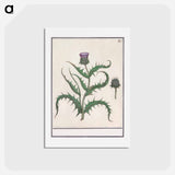 アートポストカード-Artichoke - アンセルムス ボエティウス デ ブート Postcard.