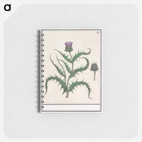 アートメモ帳-Artichoke - アンセルムス ボエティウス デ ブート Memo.