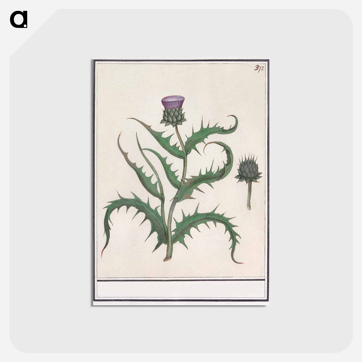 アートポストカード-Artichoke - アンセルムス ボエティウス デ ブート Postcard.