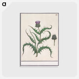 アートポストカード-Artichoke - アンセルムス ボエティウス デ ブート Postcard.