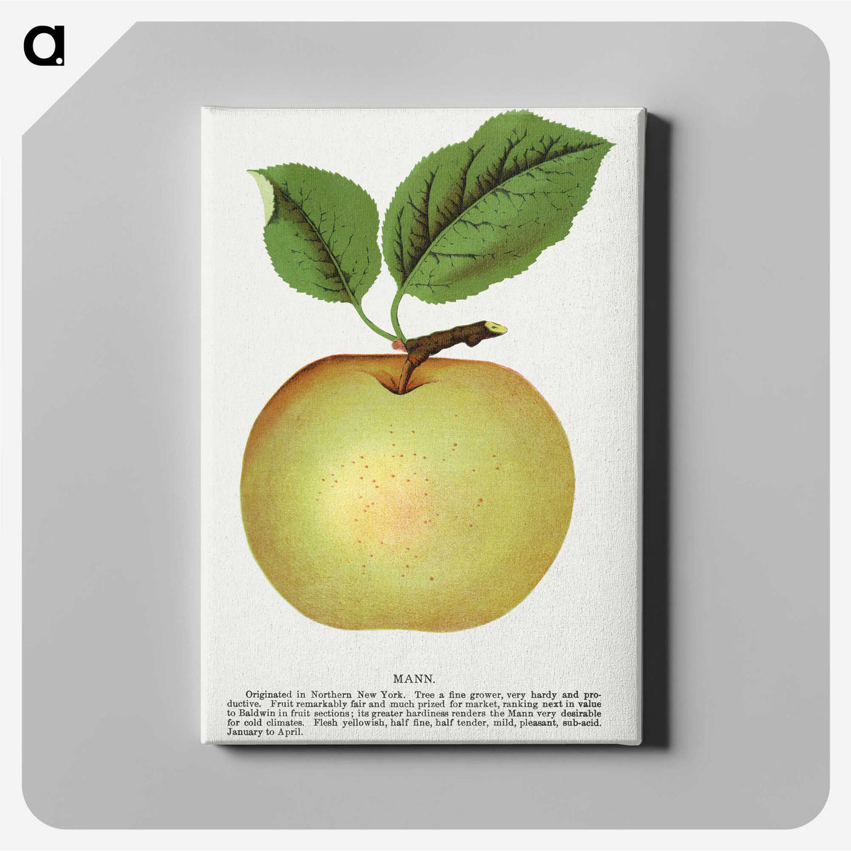 1-81_Botanical-Specimen-Plates_canvas